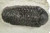 Fossil Austerops Trilobite - Morocco #331936-2